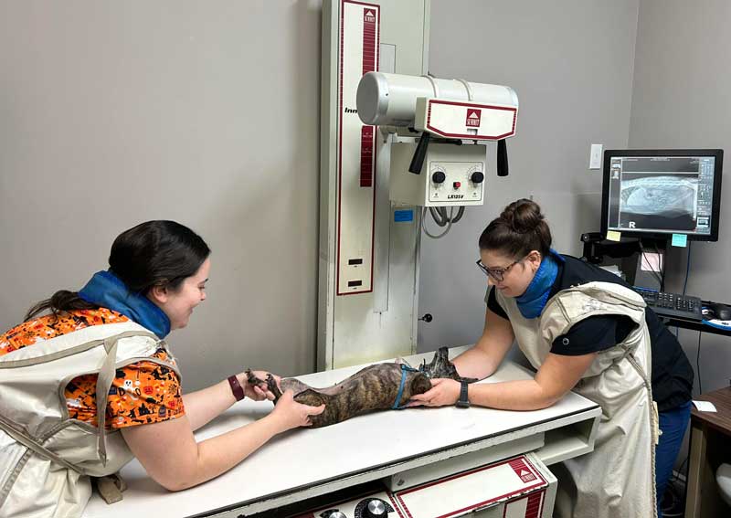 Carousel Slide 3: Digital Radiology