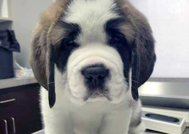 Carousel Slide 2: Puppy & Kitten Care